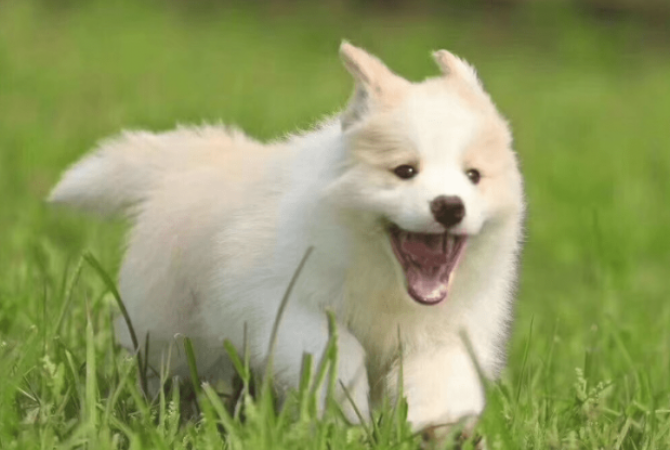 3种犬常见疾病及预防,特别是贫血 3种犬常见疾病及预防,特别是贫血