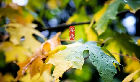 2023年谷雨天气一般多少度2