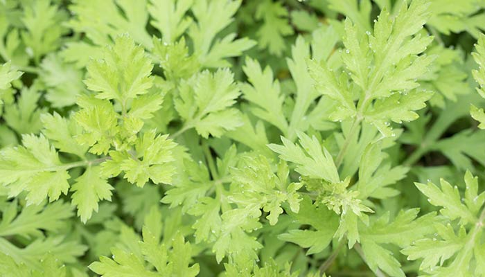 艾草1.jpg 艾草1.jpg