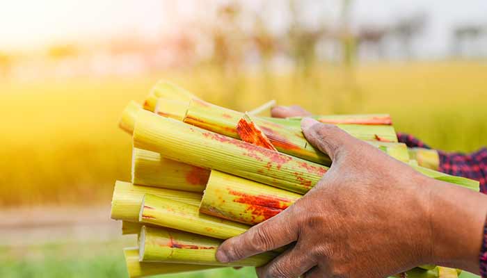 甘蔗28.jpg 甘蔗28.jpg