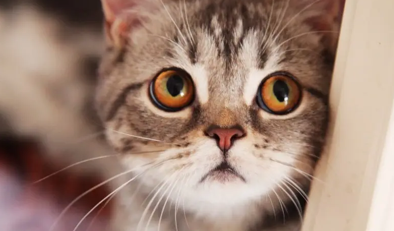 40天的幼猫怎么分辨长毛短毛,快来学习 40天的幼猫怎么分辨长毛短毛,快来学习