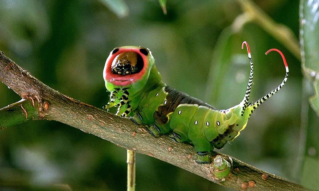 微观世界(1996)的剧照 微观世界(1996)的剧照