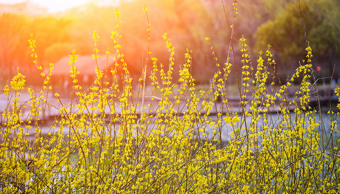 春天有什么花 春天有什么花开放