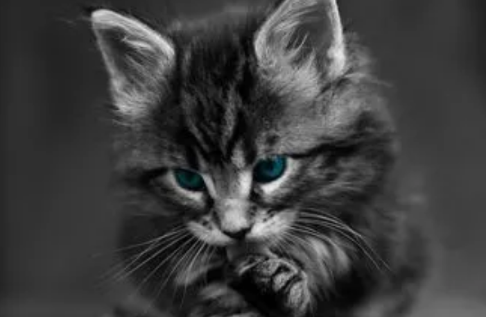 3个月猫咪体重应该是多少？来get下吧