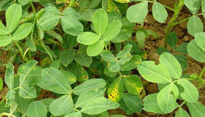 花生开花期要施什么肥 花生开花期怎么施肥