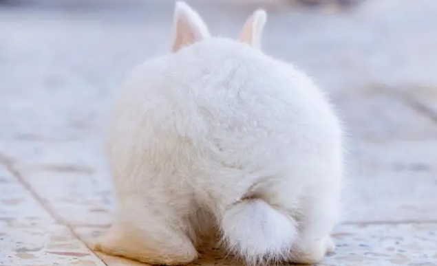 8年养兔经验必看,兔粮如何选择? 8年养兔经验必看,兔粮如何选择?