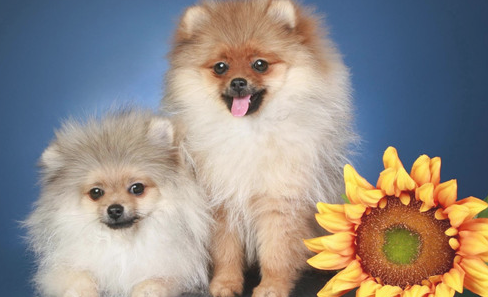 5个月博美非常容易有泪水,博美小只泪水为何一直流 5个月博美非常容易有泪水,博美小只泪水为何一直流