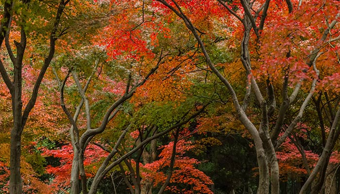 红树林8.jpg 红树林8.jpg