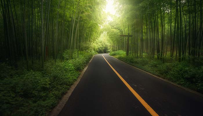 竹子47.jpg 竹子47.jpg