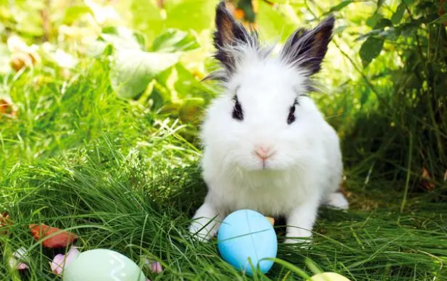 8年养兔经验必看,兔粮如何选择? 8年养兔经验必看,兔粮如何选择?