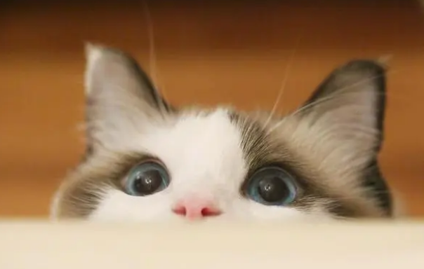 4斤猫吃阿莫西林剂量?怎样区分 4斤猫吃阿莫西林剂量?怎样区分