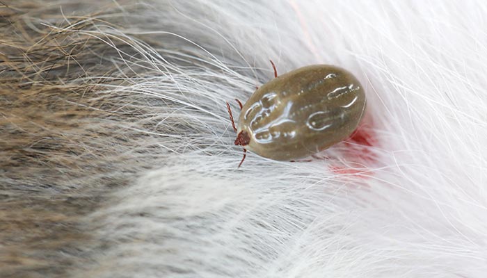 蜱虫4.jpg 蜱虫4.jpg