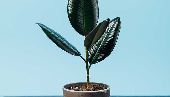 橡皮树怎么修剪 橡皮树的修剪方法