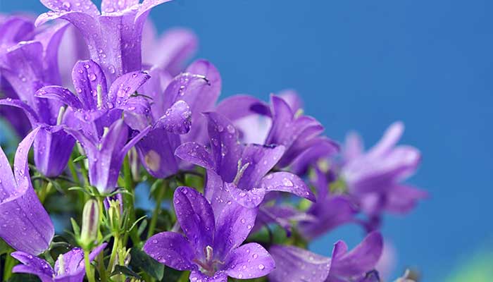 六月的花有哪些 六月开放的花有哪些