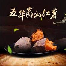 五华高山红薯