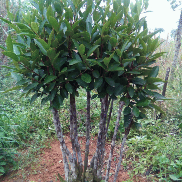 莽吉柿茎、叶 来源网络