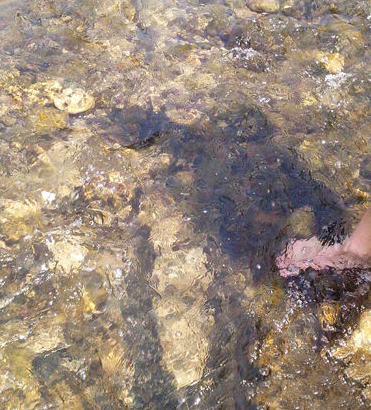 露出河床表面的乌木