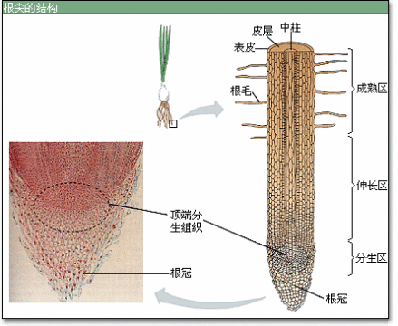 根尖组成部分