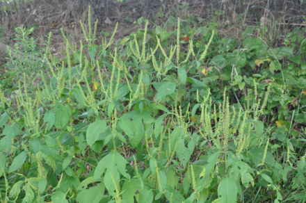 三裂叶豚草 三裂叶豚草