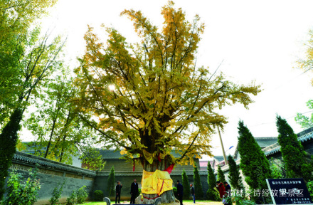 诗经故里田园综合体景区 诗经故里田园综合体景区