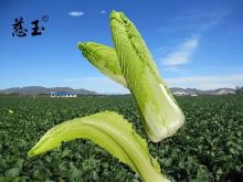 玉田县大白菜 玉田县大白菜