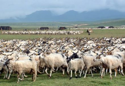 科尔沁草原 科尔沁草原