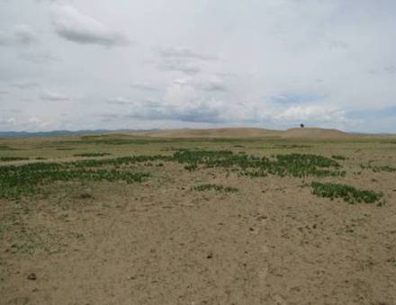 土地沙化 土地沙化