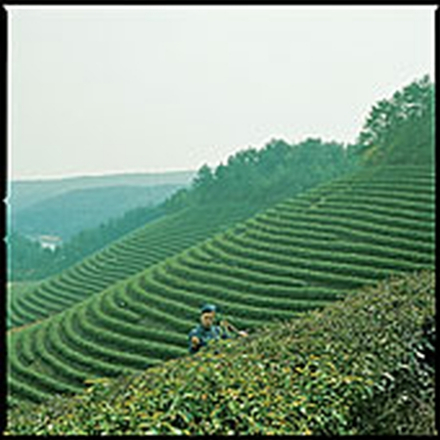 种植劳动 种植劳动