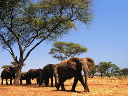 非洲象 非洲象