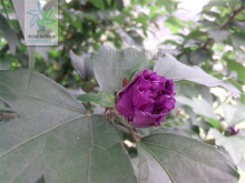 紫花重瓣木槿 紫花重瓣木槿