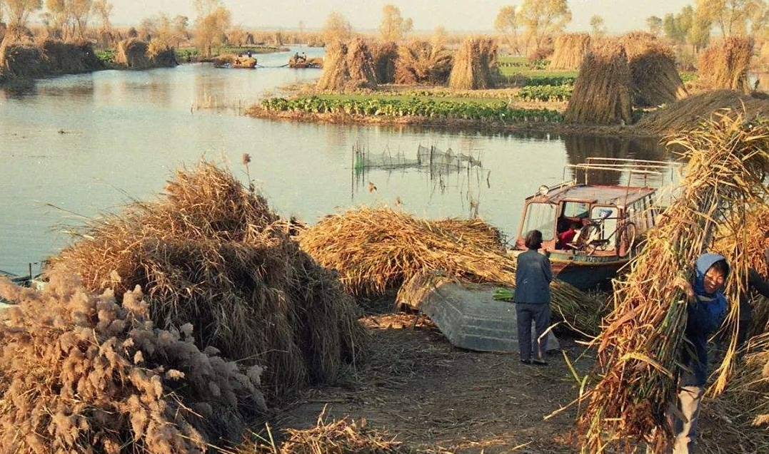 白洋淀淀区芦苇收割场景