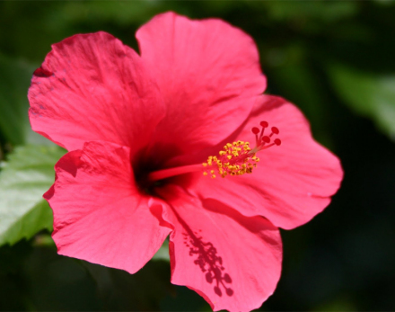 马来西亚国花朱槿花