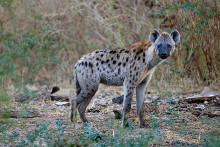 一些动物图片 一些动物图片