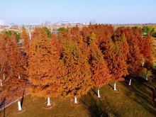 金坛秋色 金坛秋色