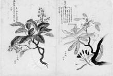 吴继志编著的《质问本草》内页 吴继志编著的《质问本草》内页