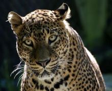 斯里兰卡豹 斯里兰卡豹