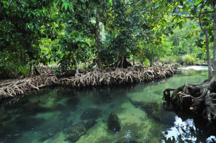 徐闻红树林生态区 徐闻红树林生态区