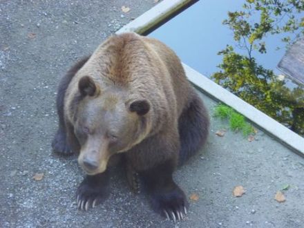 熊是伯尔尼的标志 熊是伯尔尼的标志