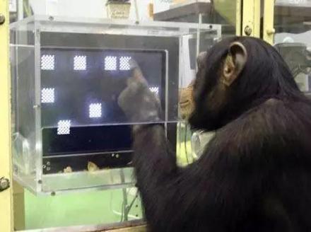 黑猩猩Ayumu短时记忆能够超越人类 黑猩猩Ayumu短时记忆能够超越人类