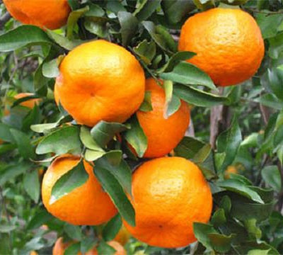 宜昌柑桔 宜昌柑桔