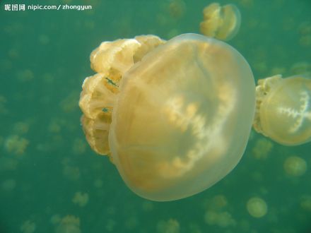 黄斑海蜇 黄斑海蜇