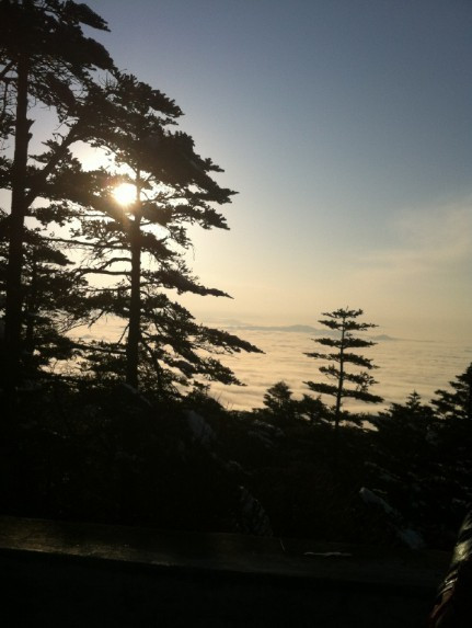 峨眉山植被 峨眉山植被