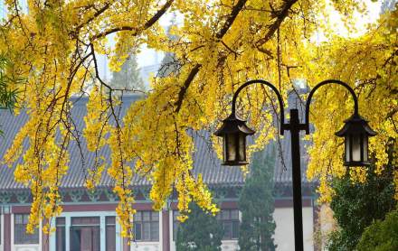 秋季校园 秋季校园