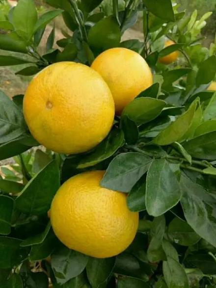 丹霞贡柑 丹霞贡柑