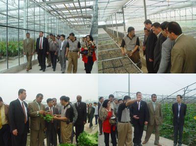 巴勒斯坦农业 巴勒斯坦农业