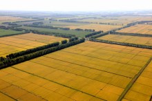 黑龙江垦区大片农田丰收在望 黑龙江垦区大片农田丰收在望