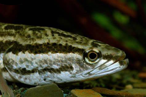 斑鳢（Channa maculata）