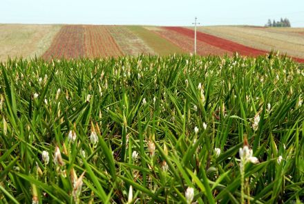 徐闻良姜 徐闻良姜