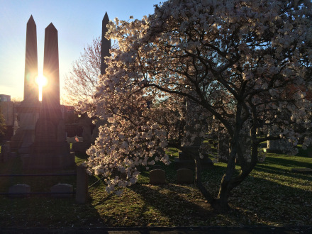 耶鲁春光: The Spring in New Haven 耶鲁春光: The Spring in New Haven