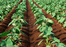 芋头栽培 芋头栽培